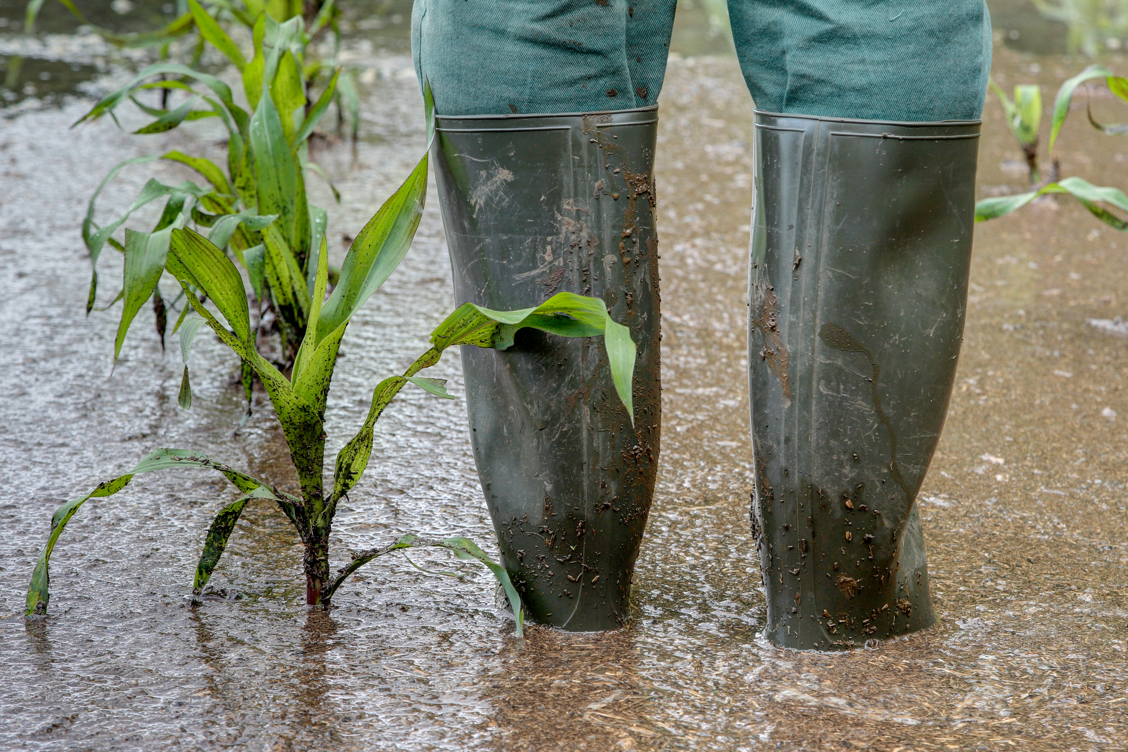 Les pluies abondantes de l’automne 2023 au printemps 2024 reconnues comme calamité agricole